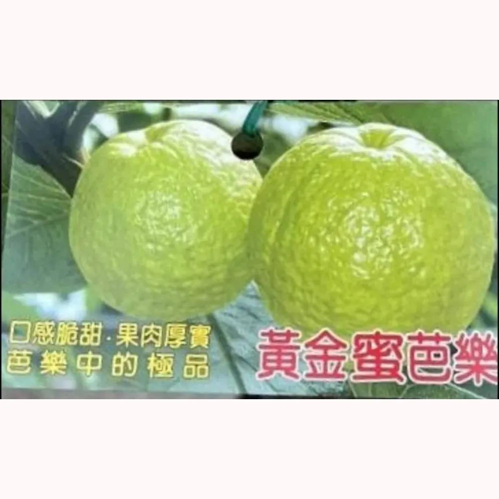 黃金蜜拔