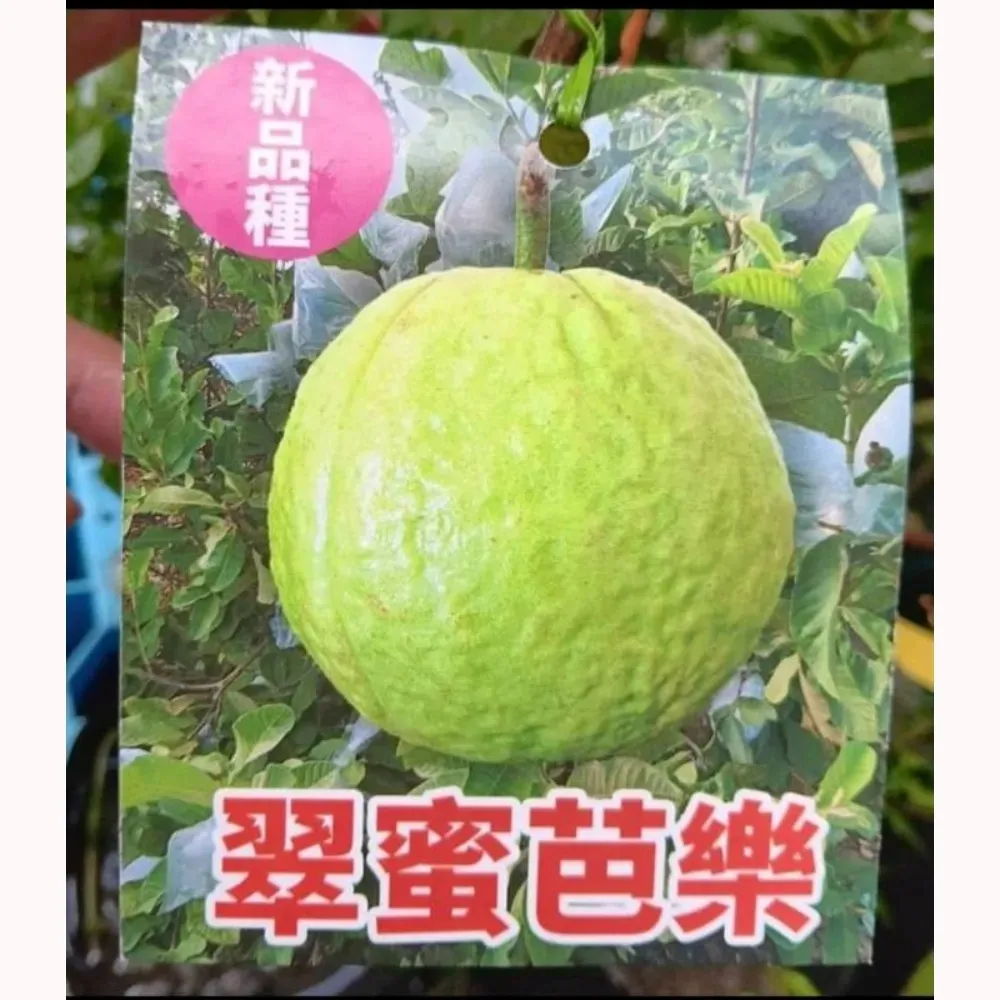 翠蜜拔
