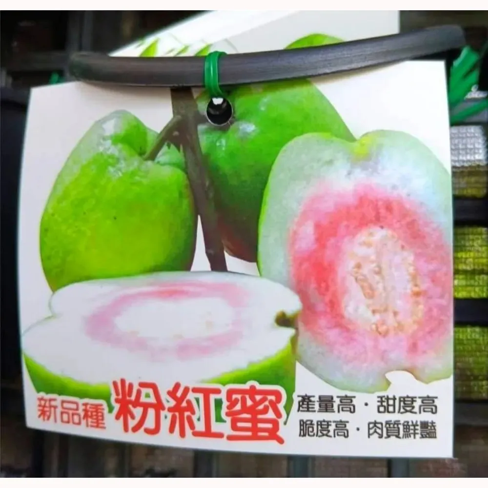 粉紅蜜拔