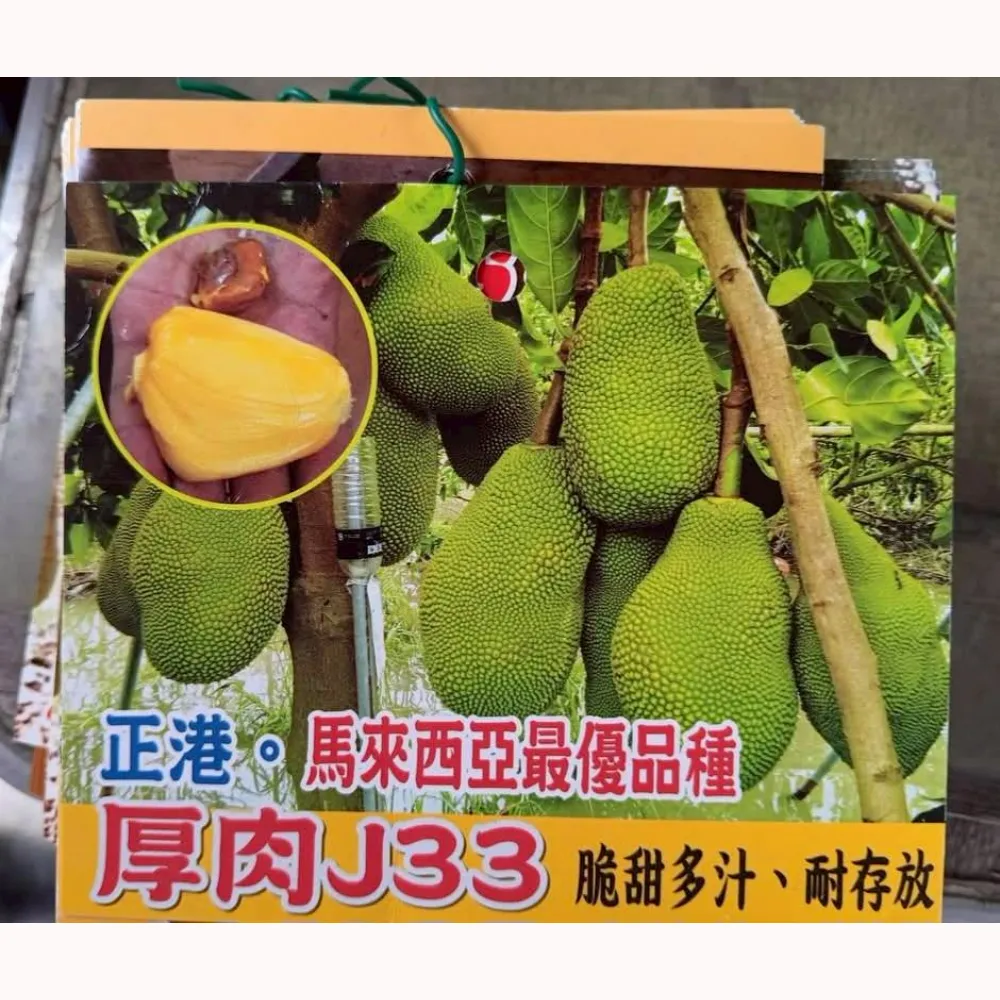 厚肉J33波羅蜜