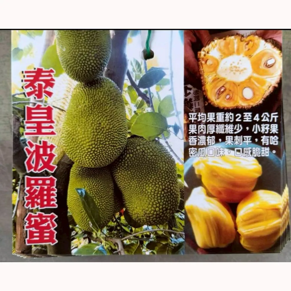 泰皇波羅蜜