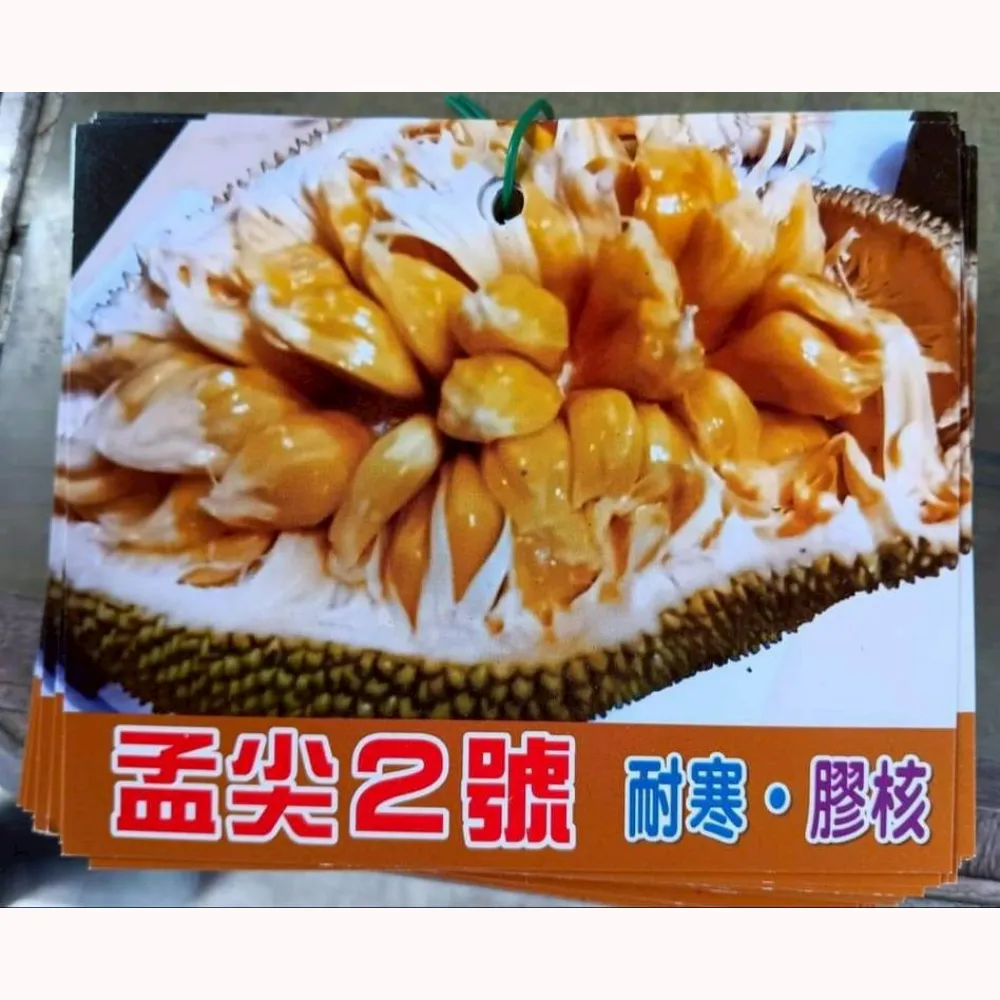 夢尖波羅蜜