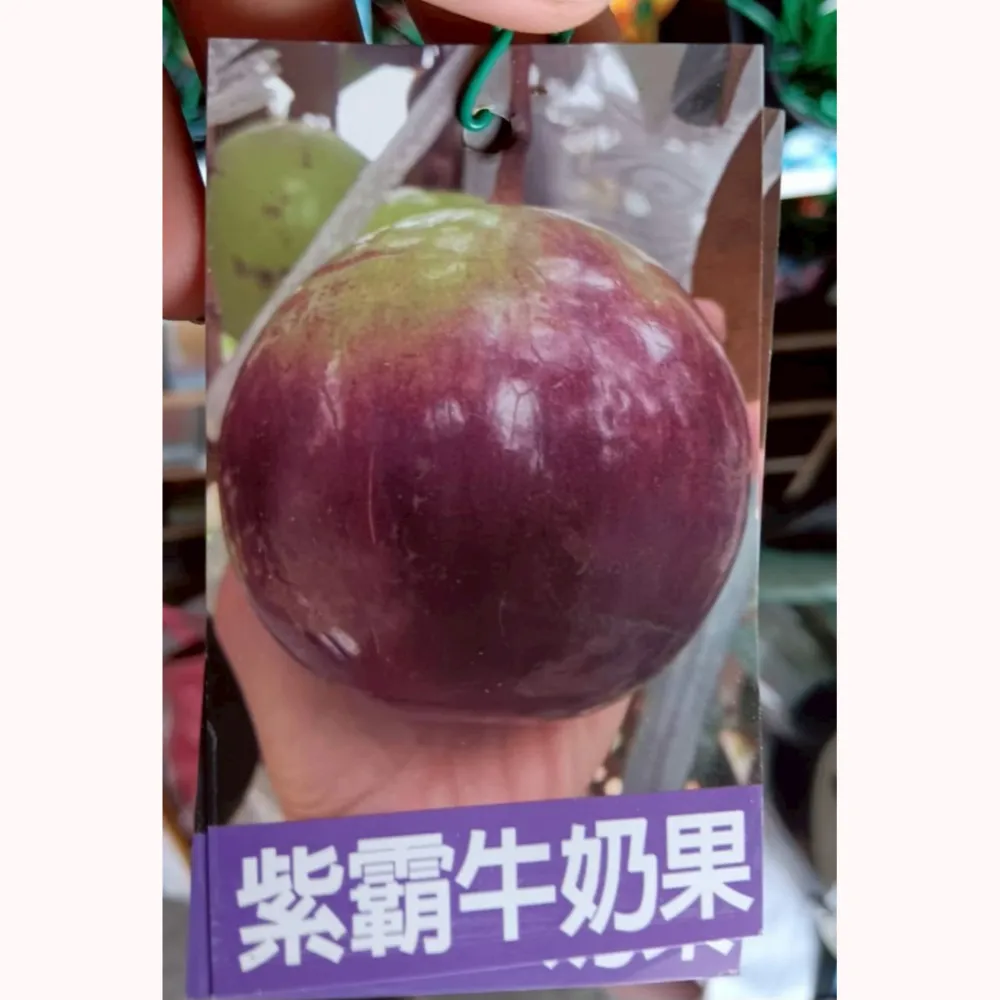 紫霸牛奶果