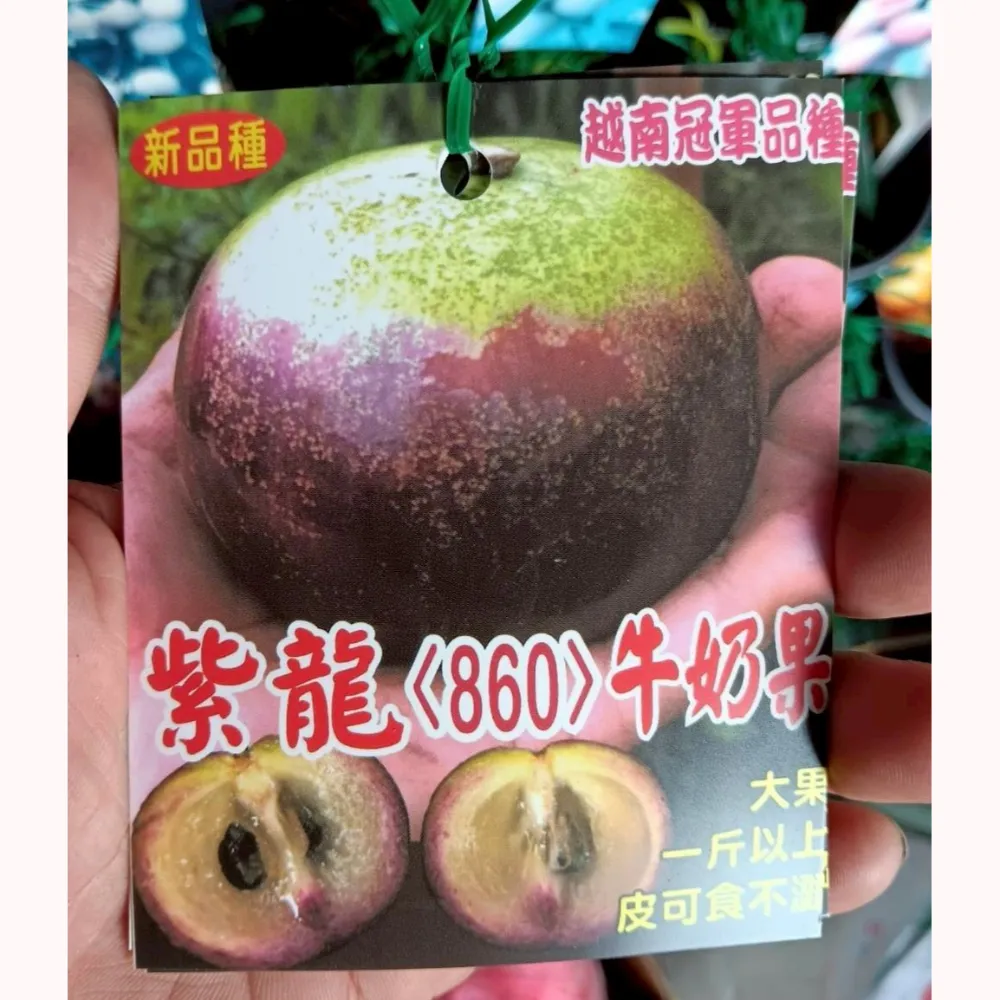 紫龍牛奶果