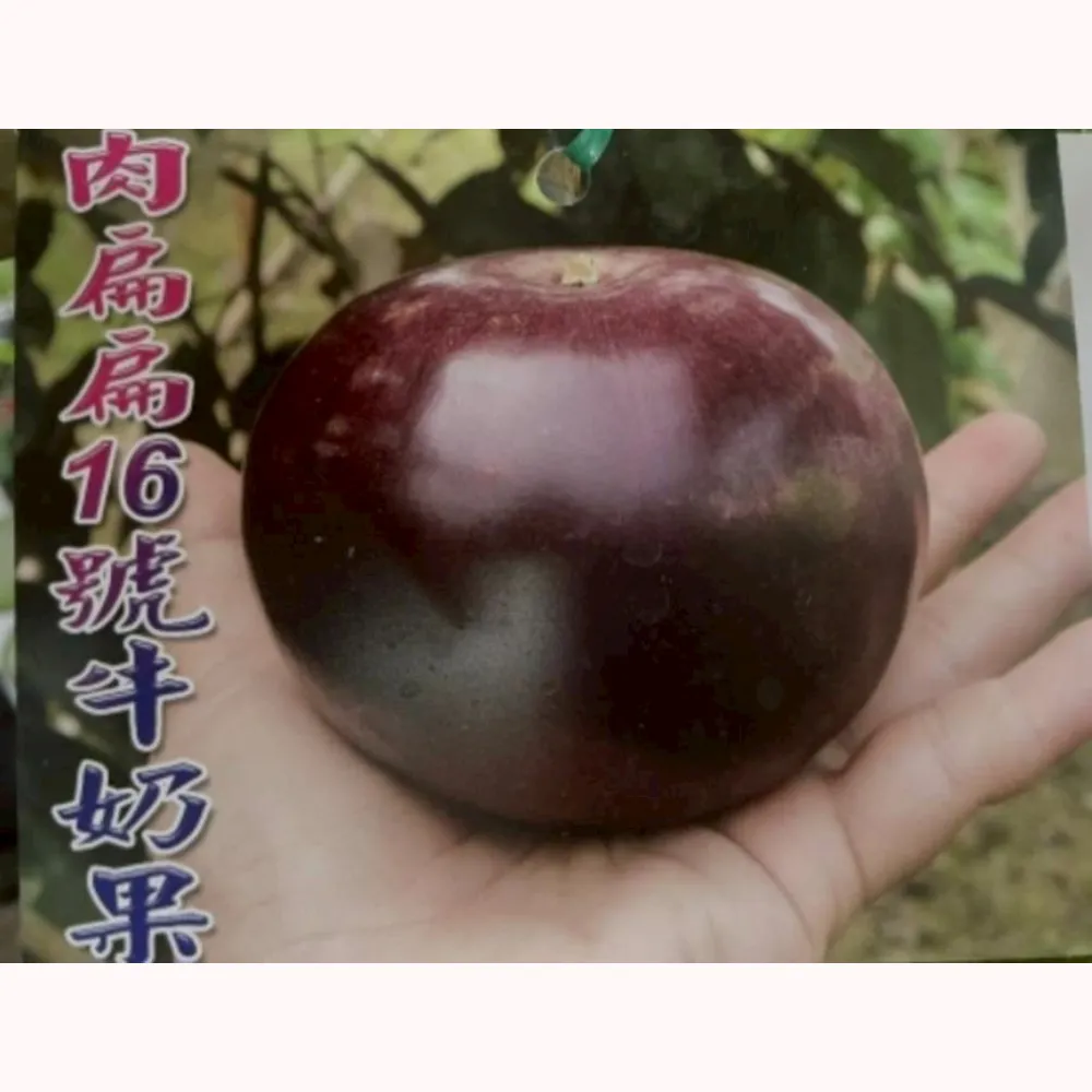 肉扁扁牛奶果