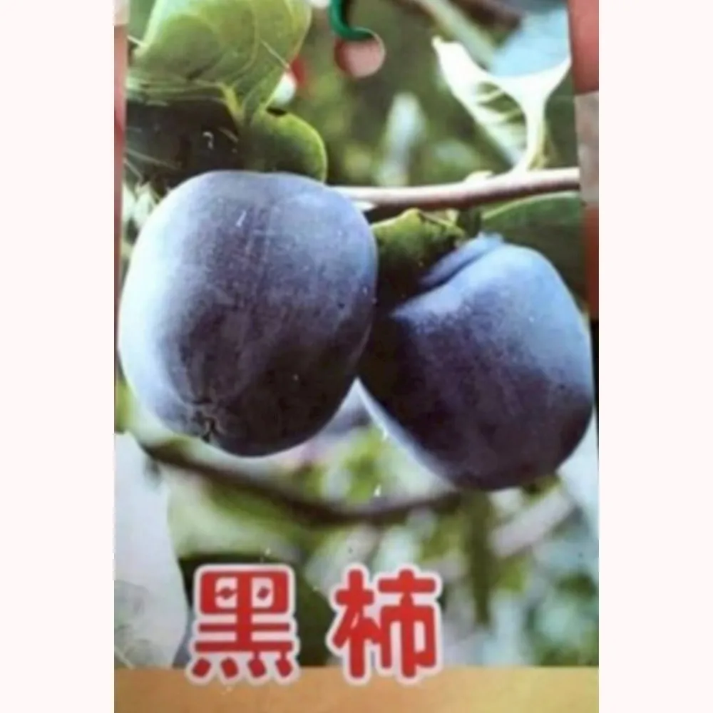 日本黑柿
