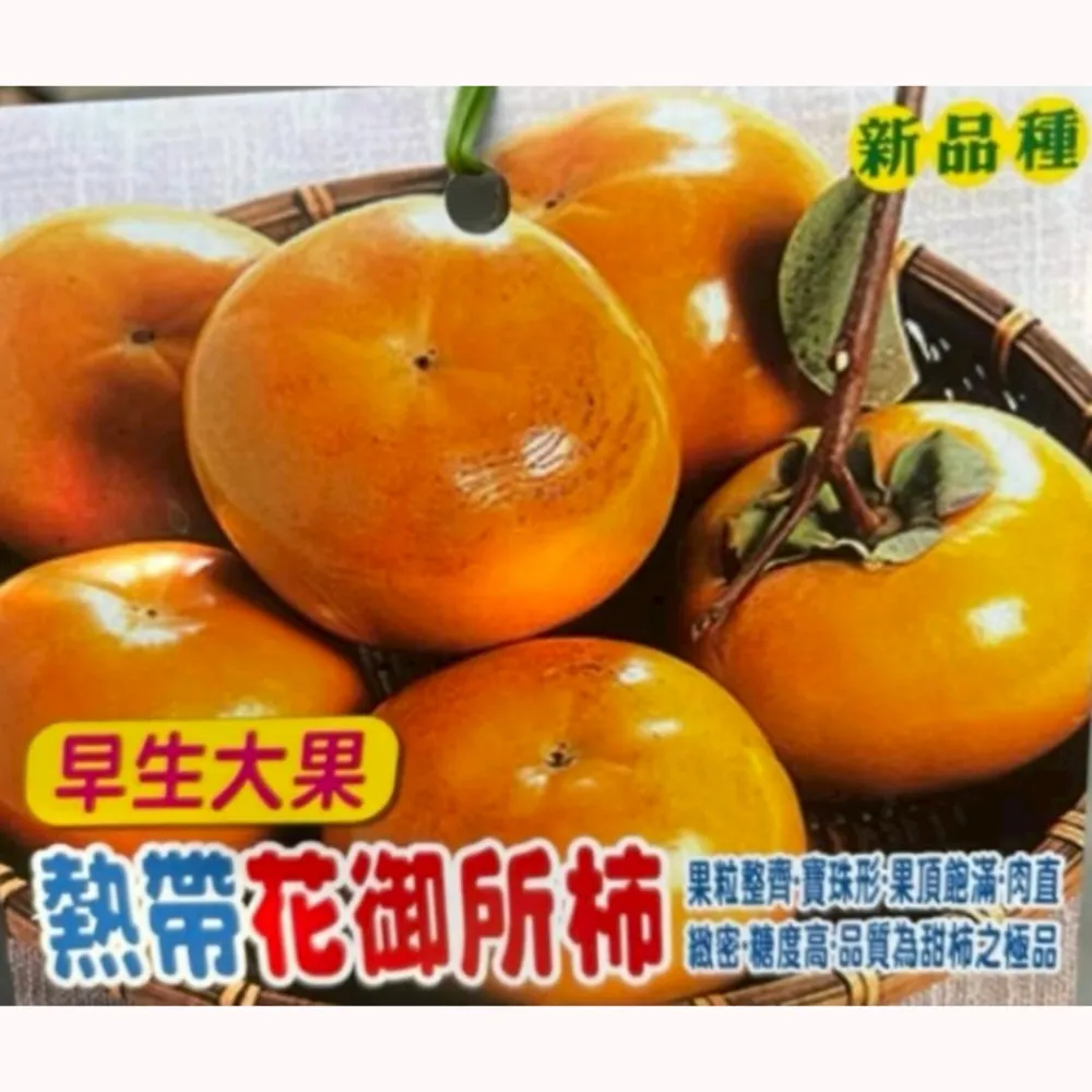 花御所柿