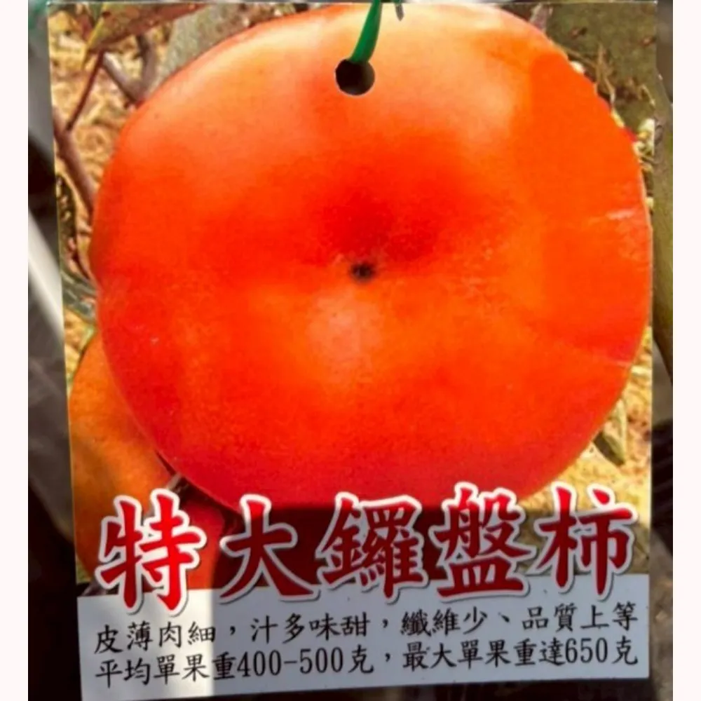 特大鑼盤柿