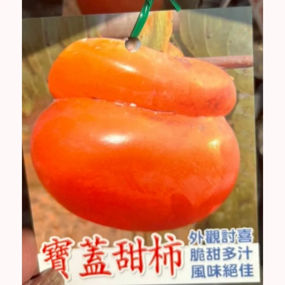 寶蓋甜柿
