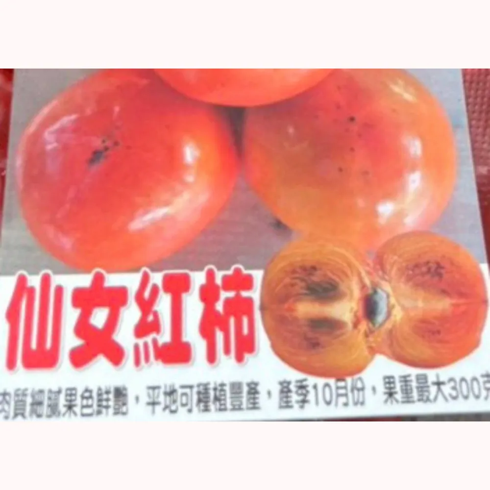 仙女紅柿