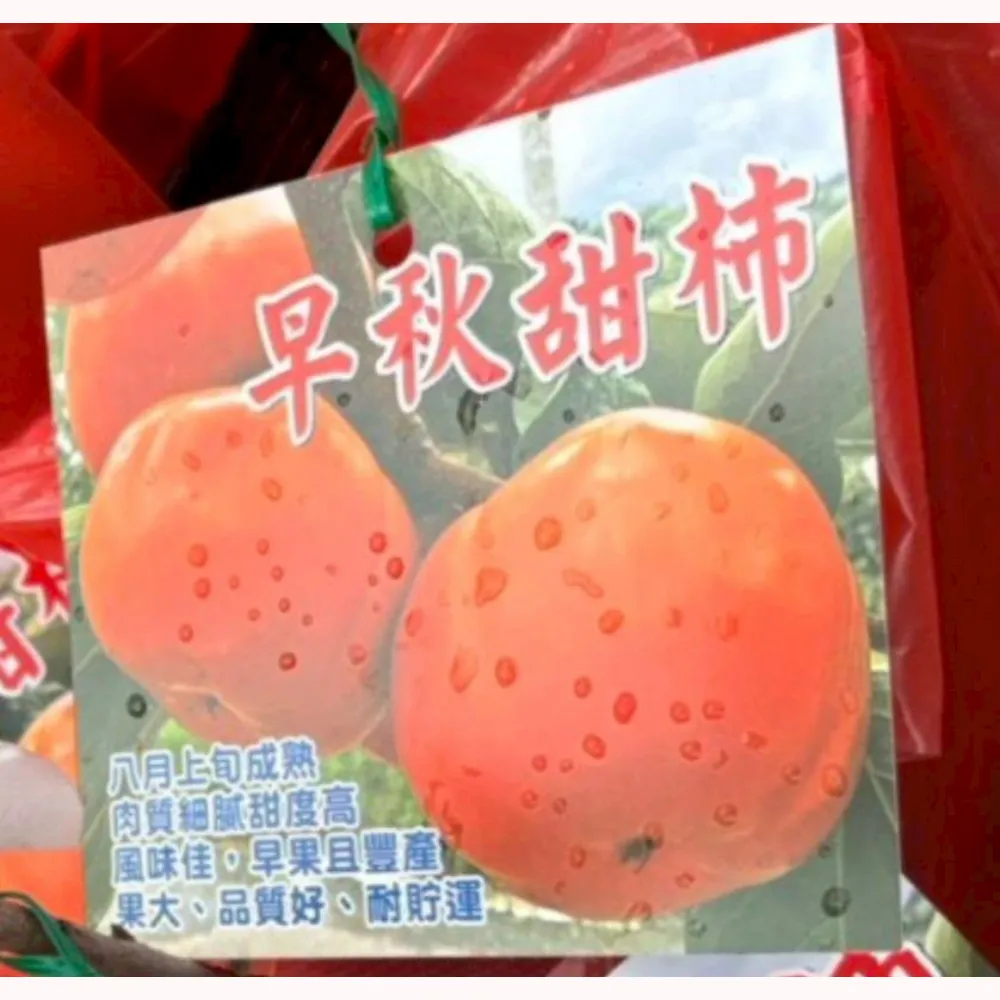 早秋甜柿