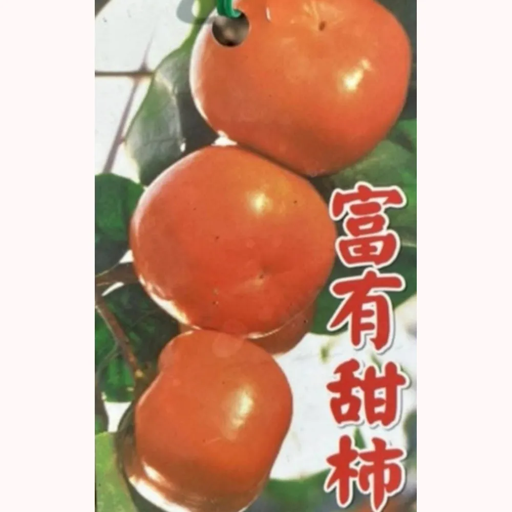 日本富有柿