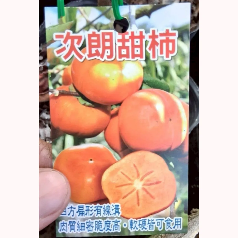 日本次郎柿