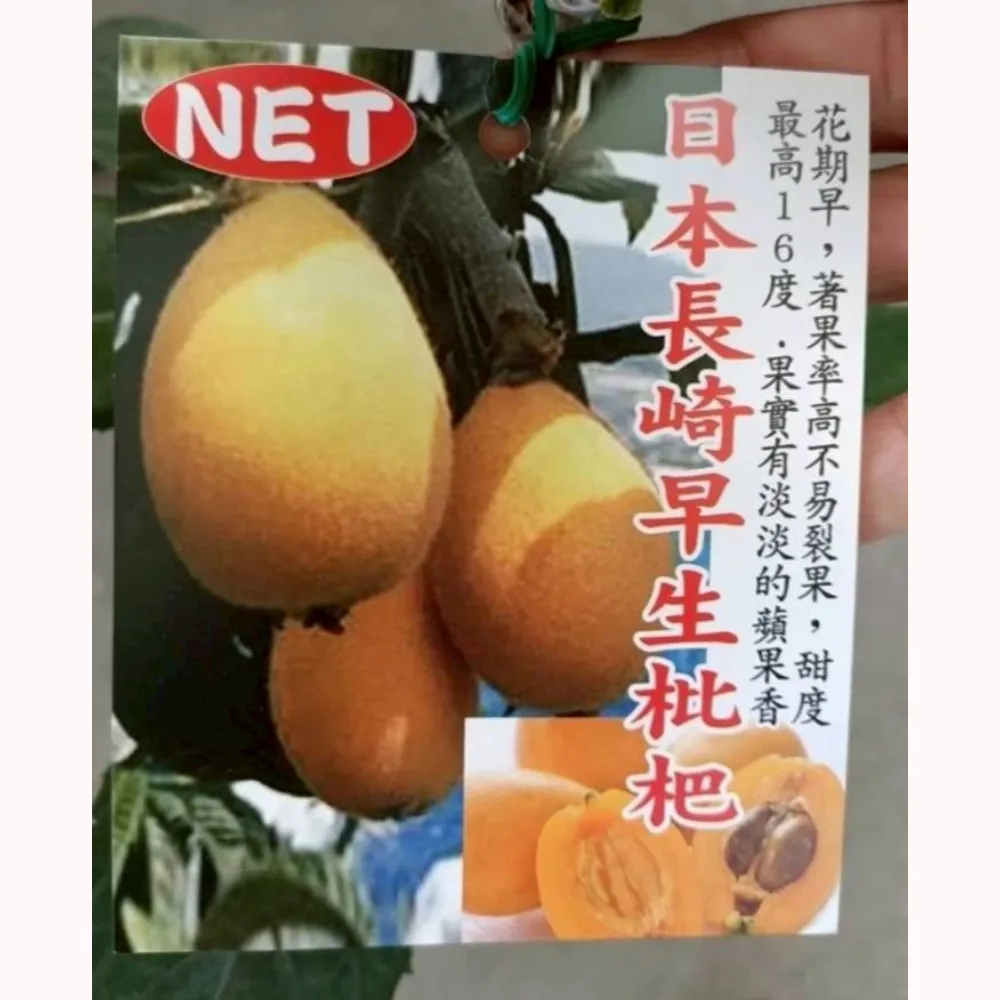 日本長崎枇杷