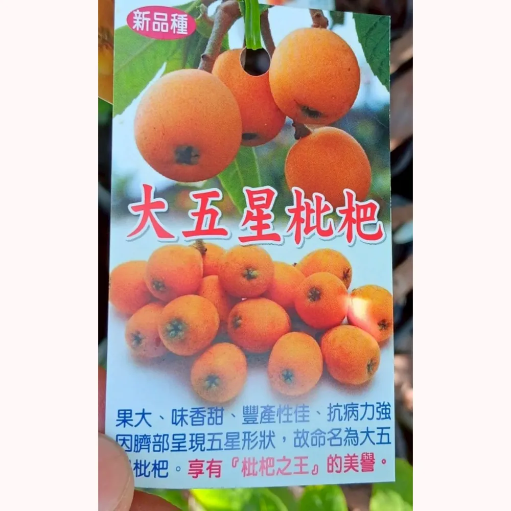 大五星枇杷
