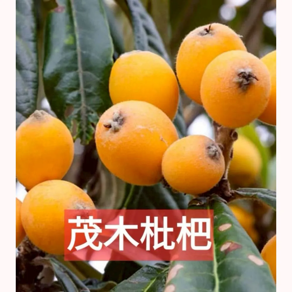 茂木枇杷