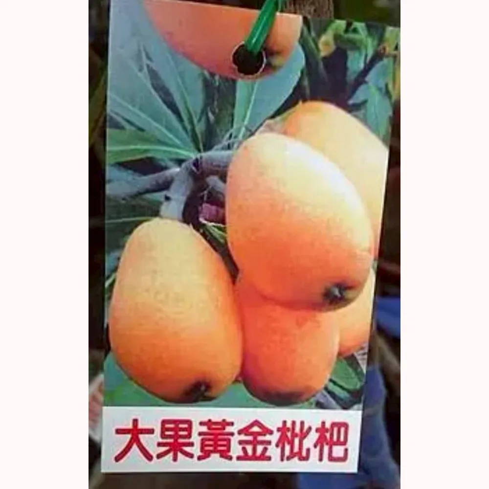 黃金枇杷