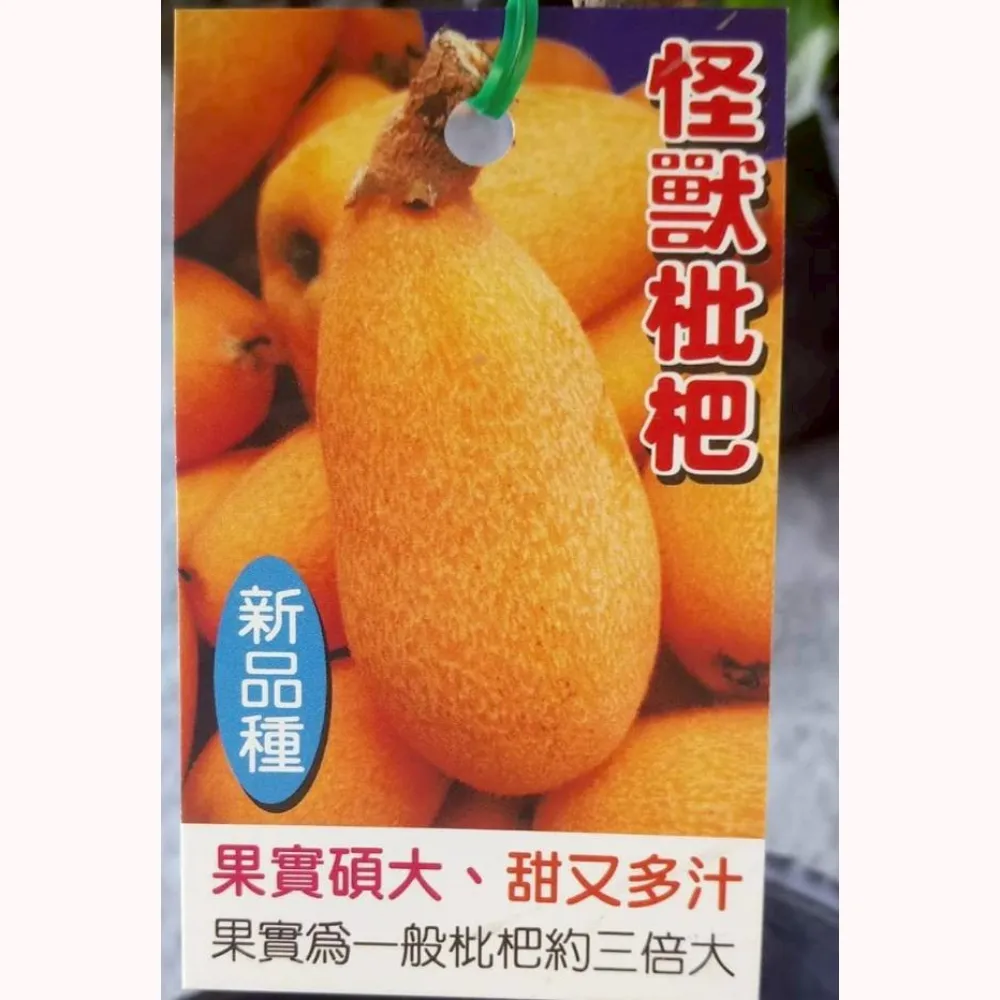 怪獸枇杷