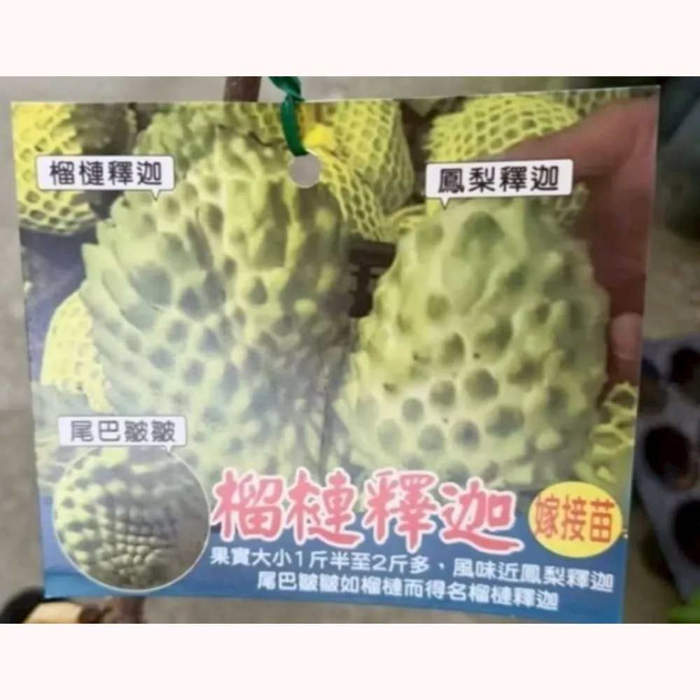 榴槤釋迦