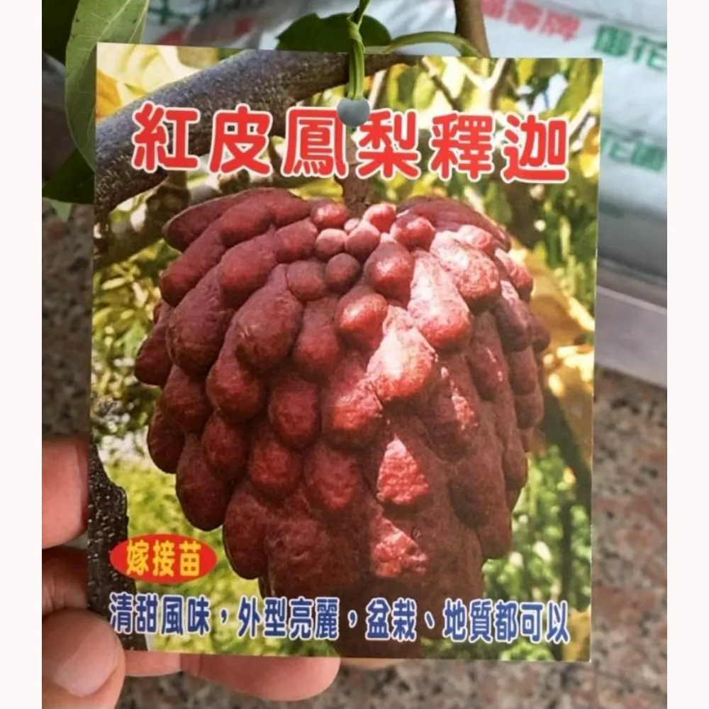 紅皮鳳梨釋迦