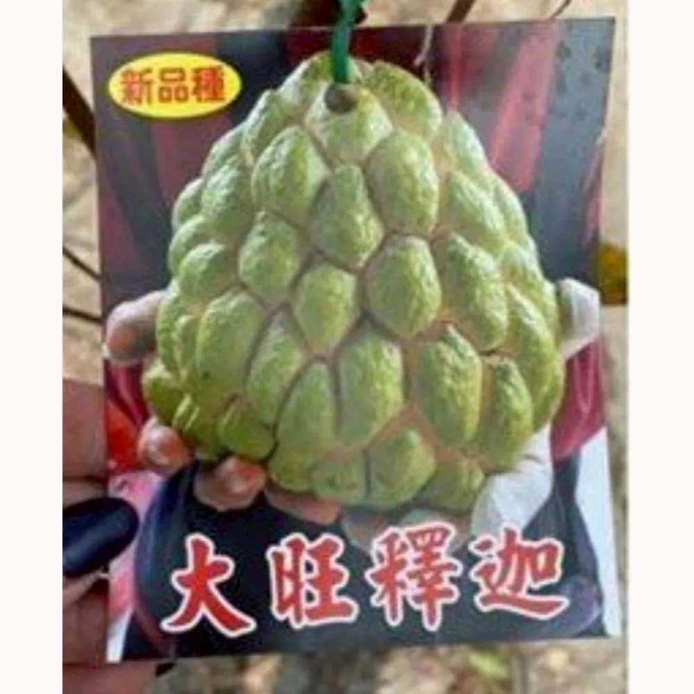 大旺釋迦