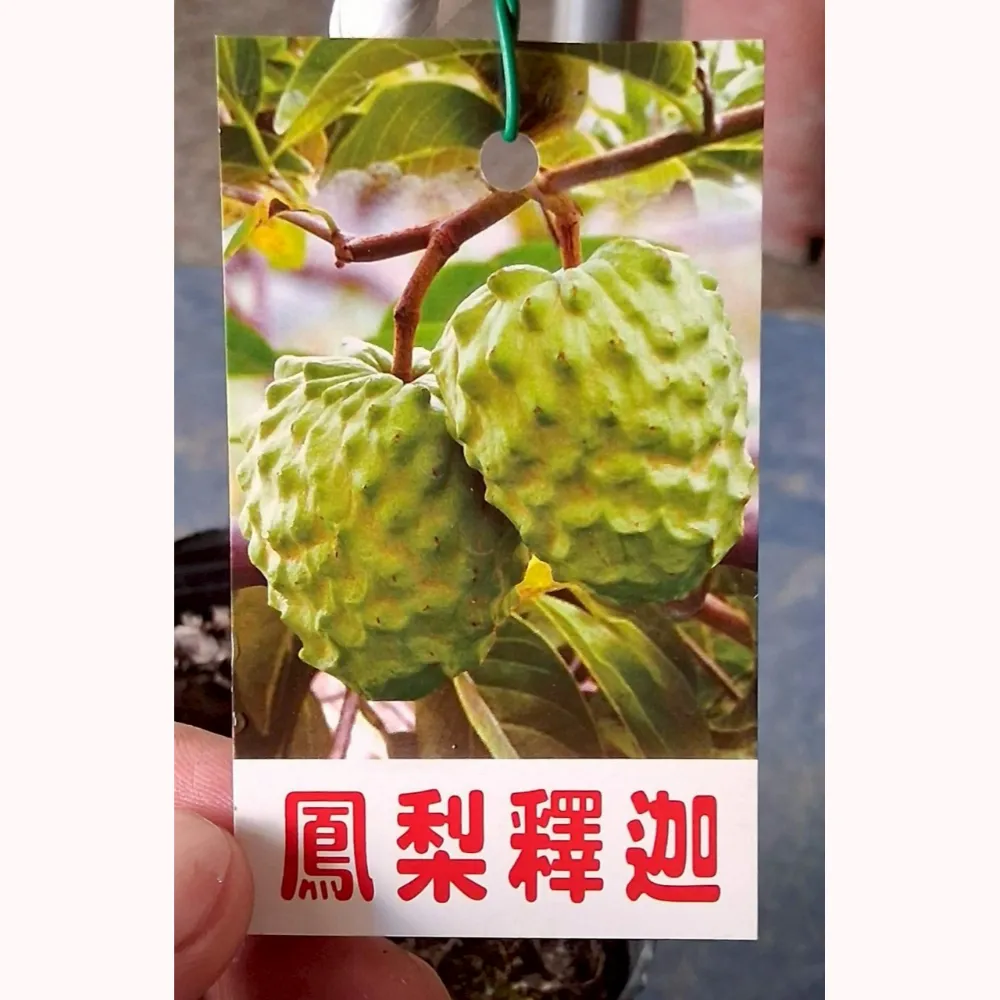 鳳梨釋迦
