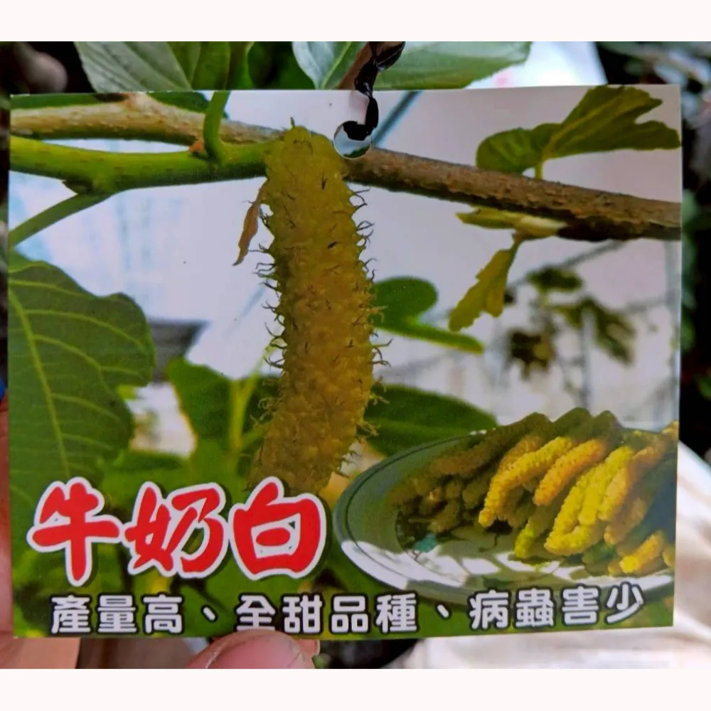 白色長果桑