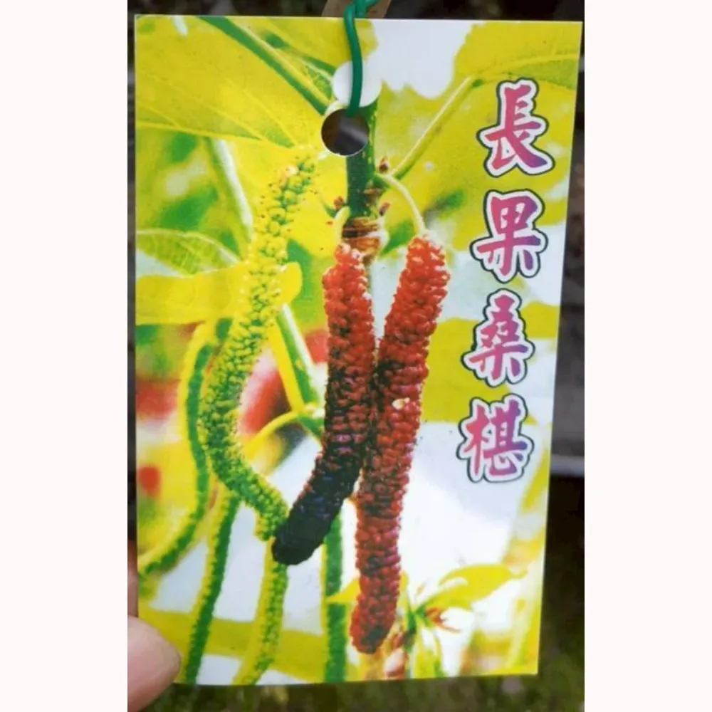紅色長果桑