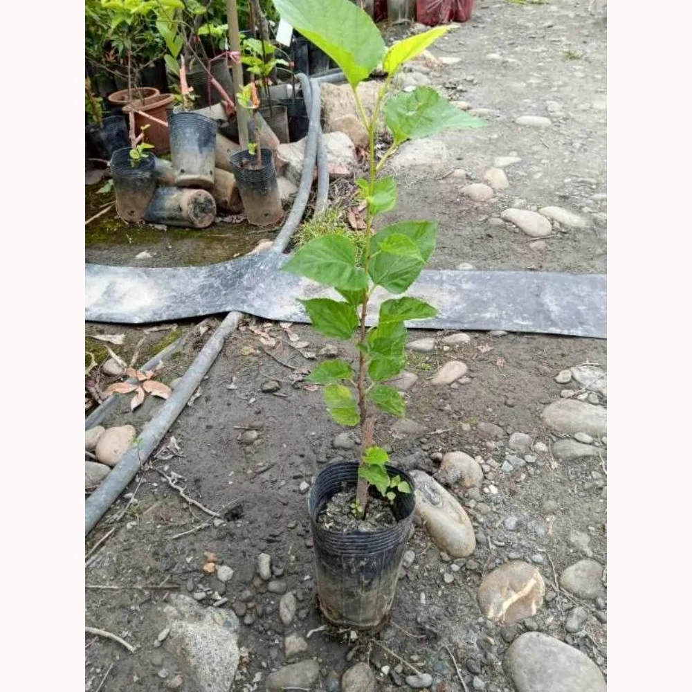 大果甜桑葚