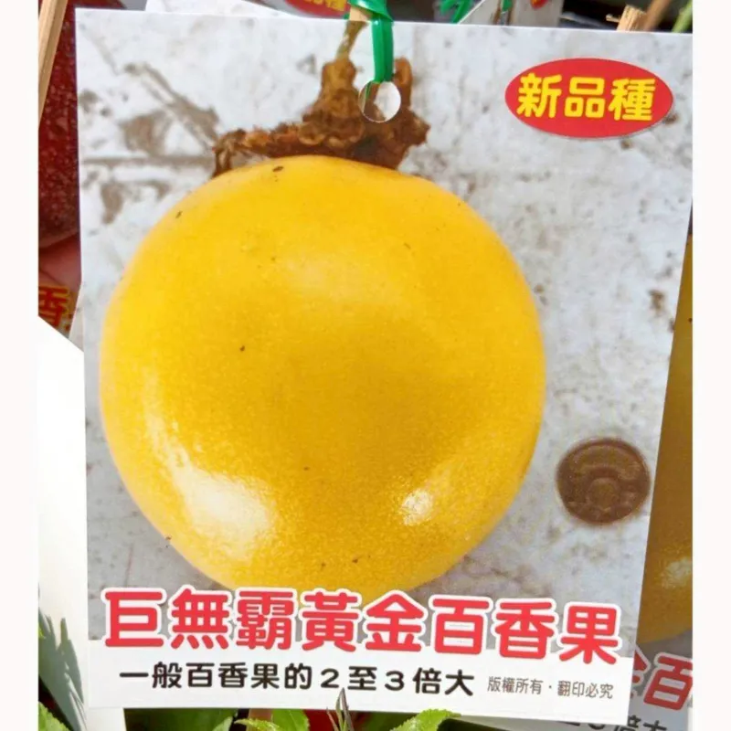 巨無霸黃金百香果