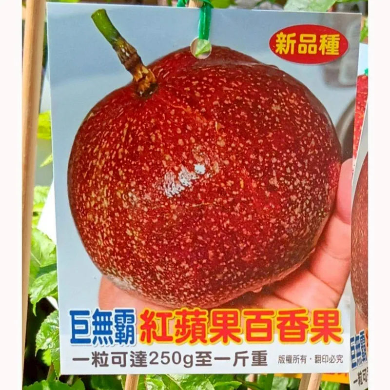 巨無霸紅蘋果百香果