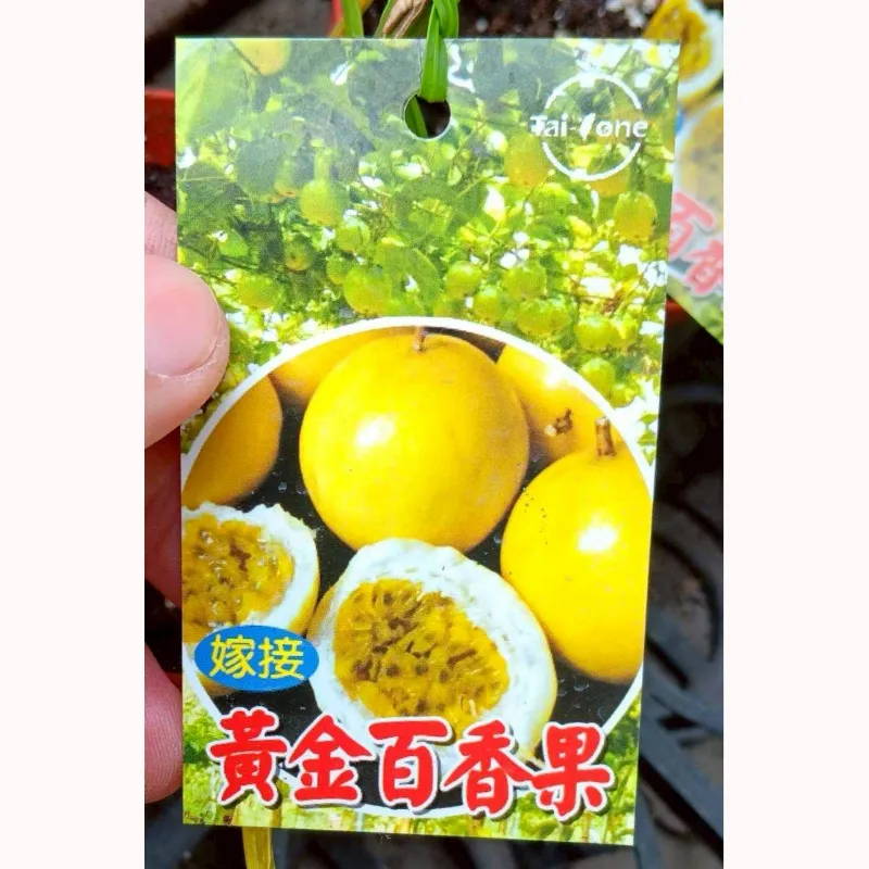 黃金百香果