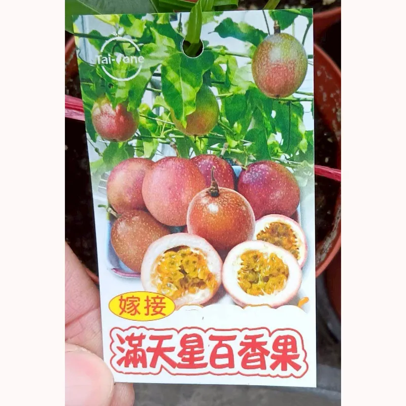 滿天星百香果