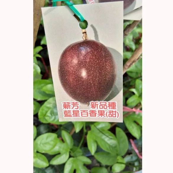 藍星百香果