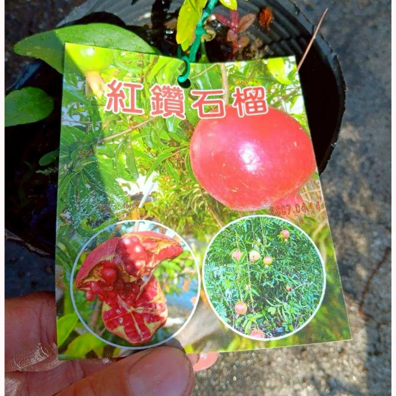 紅鑽石榴
