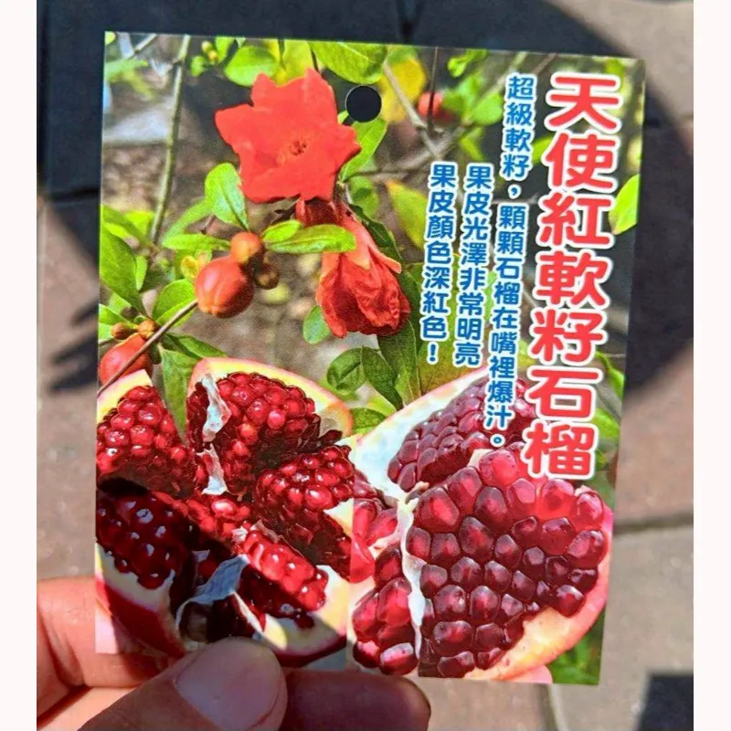 天使紅軟籽石榴
