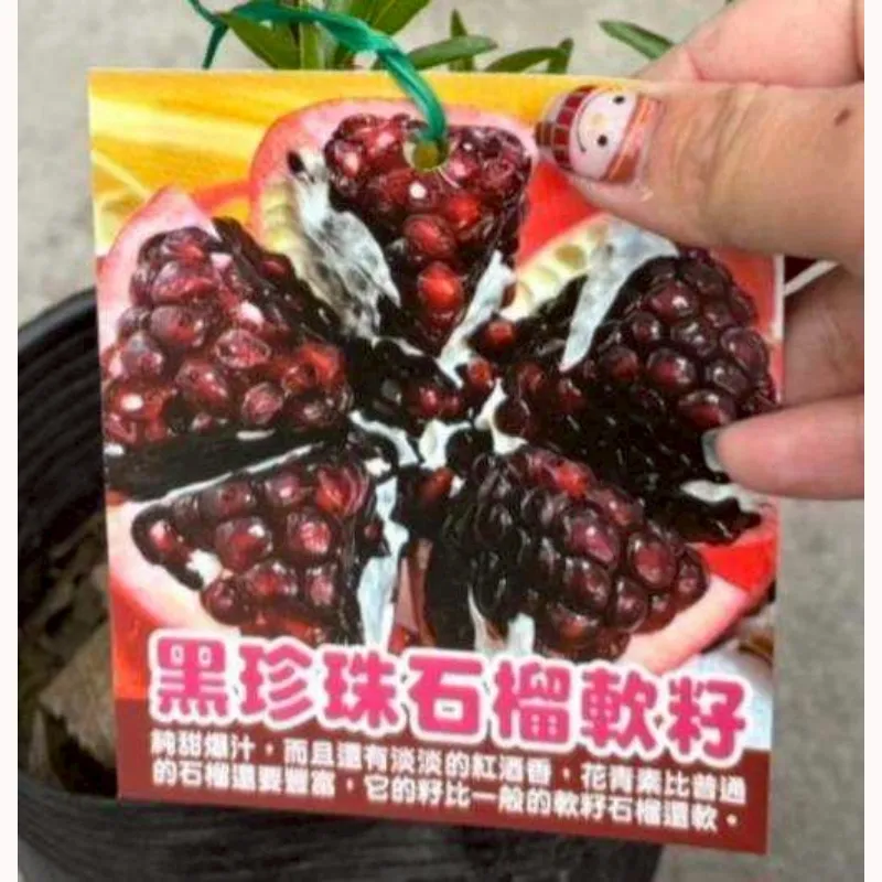 黑珍珠石榴軟籽