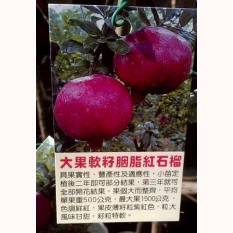 大果軟籽胭脂紅石榴