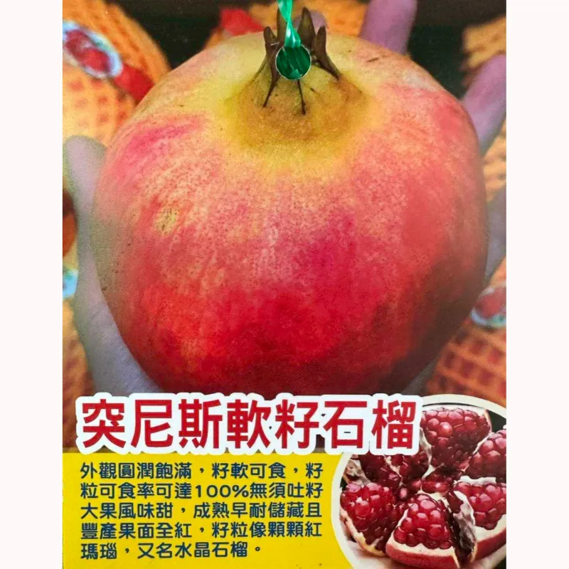 突尼斯軟籽石榴