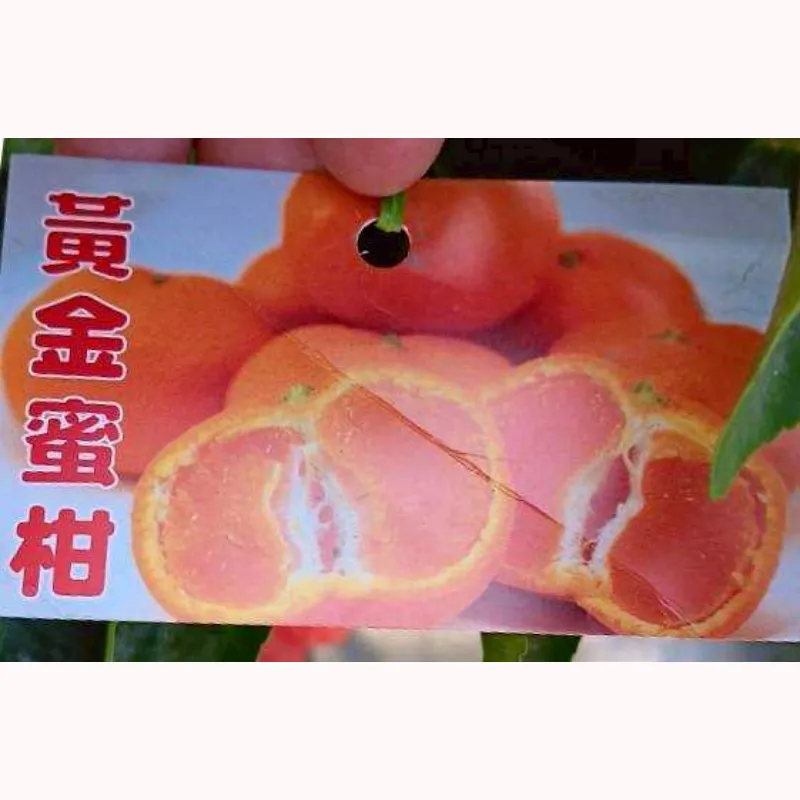 黃金蜜柑