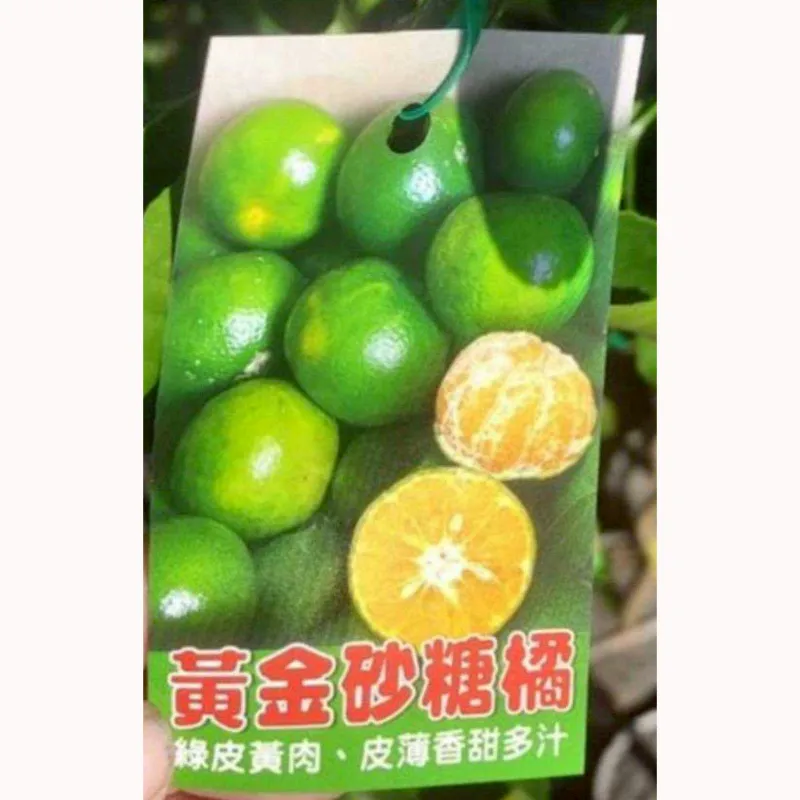 綠皮砂糖橘