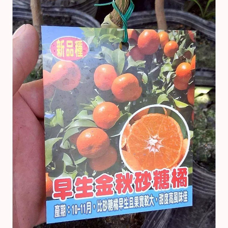 早生金秋砂糖橘