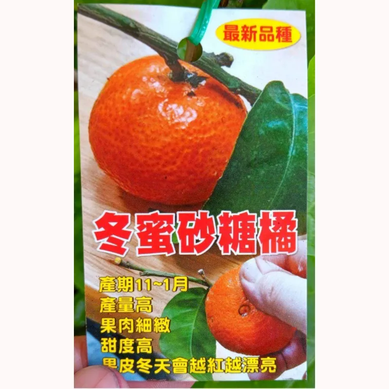 晚生冬蜜砂糖橘