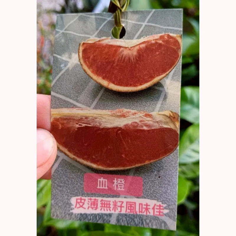 血橙
