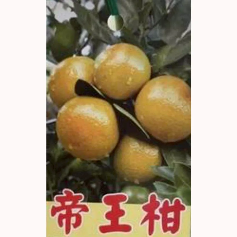帝王柑