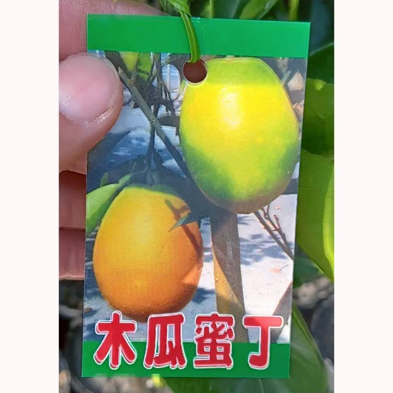 木瓜蜜丁