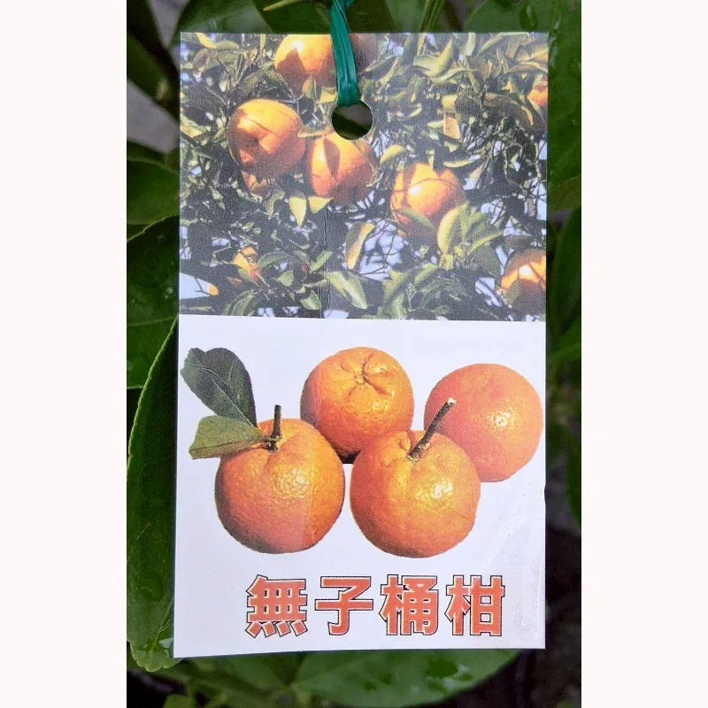 桶柑