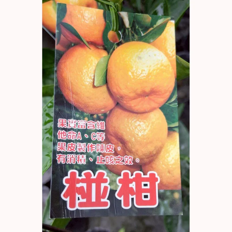 碰柑
