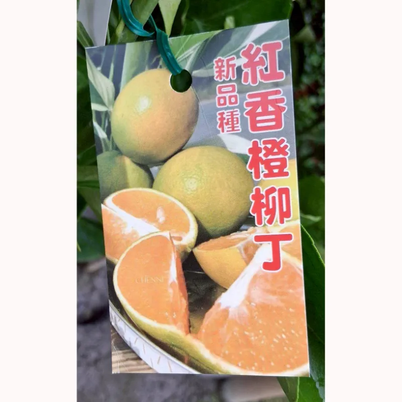 紅江橙