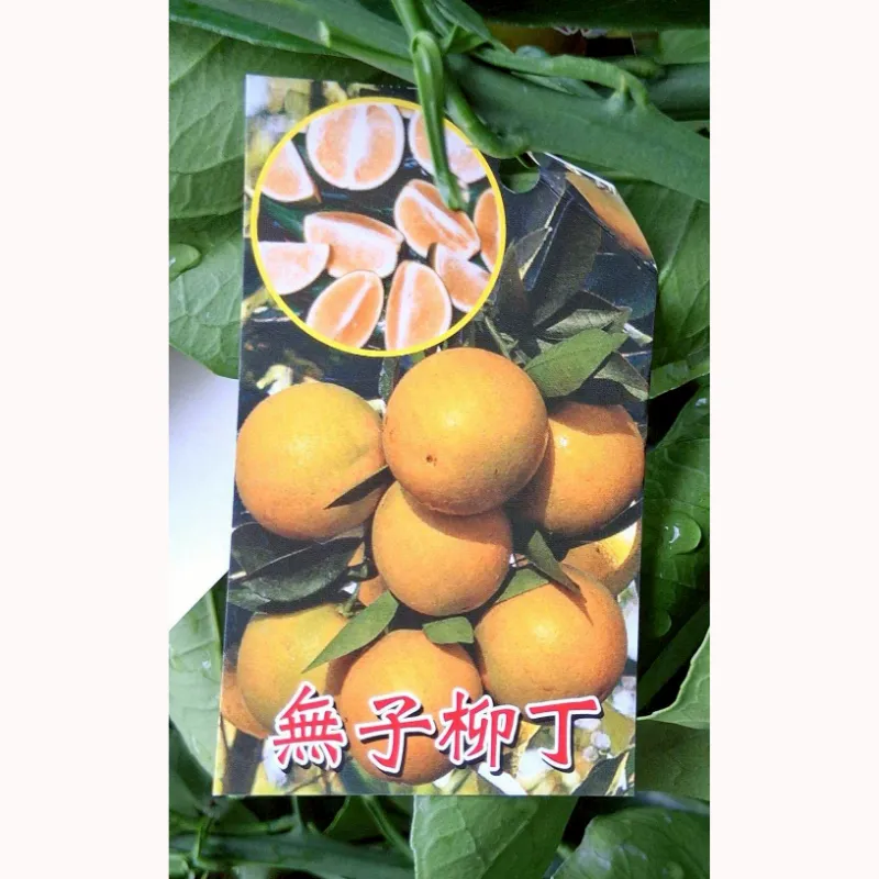 無子柳丁